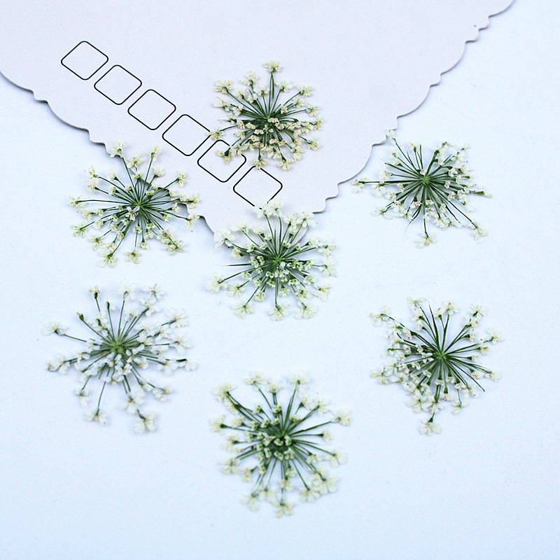 Resin Art Baby - 500 Stück Spitzenblumen Getrocknete Blumen Gepresste