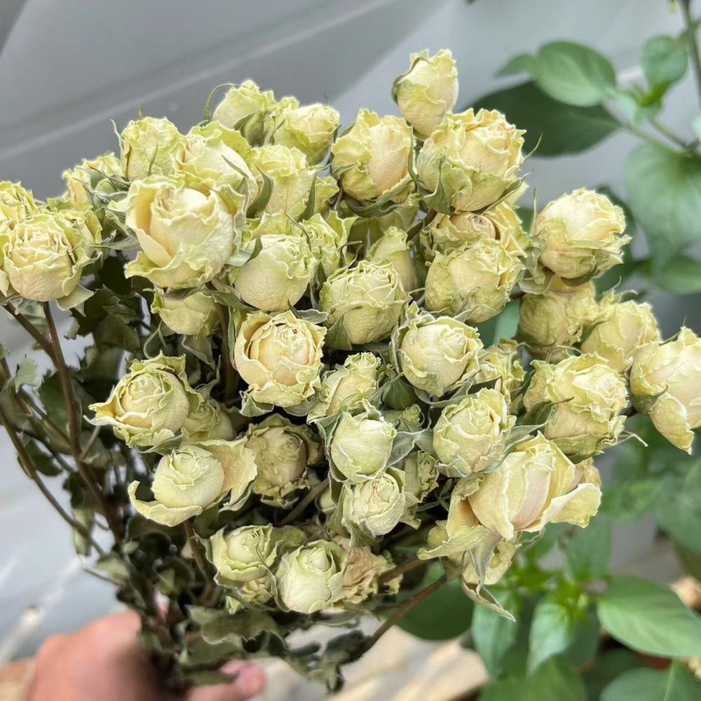 Echte konservierte Rosen, getr – Resin Art Rose Bewertung und Preis