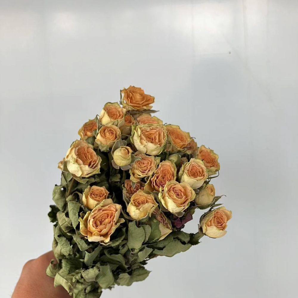 Echte konservierte Rosen, getr – Resin Art Rose Bewertung und Preis