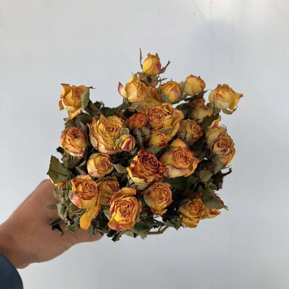 Echte konservierte Rosen, getr – Resin Art Rose Bewertung und Preis