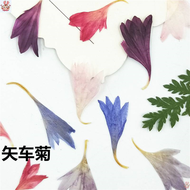 20 Pflanzenproben, Kornblumenb – Resin Art Baby Bewertung und Preis