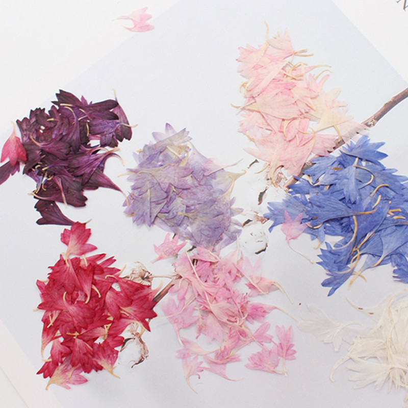 20 Pflanzenproben, Kornblumenb – Resin Art Baby Bewertung und Preis