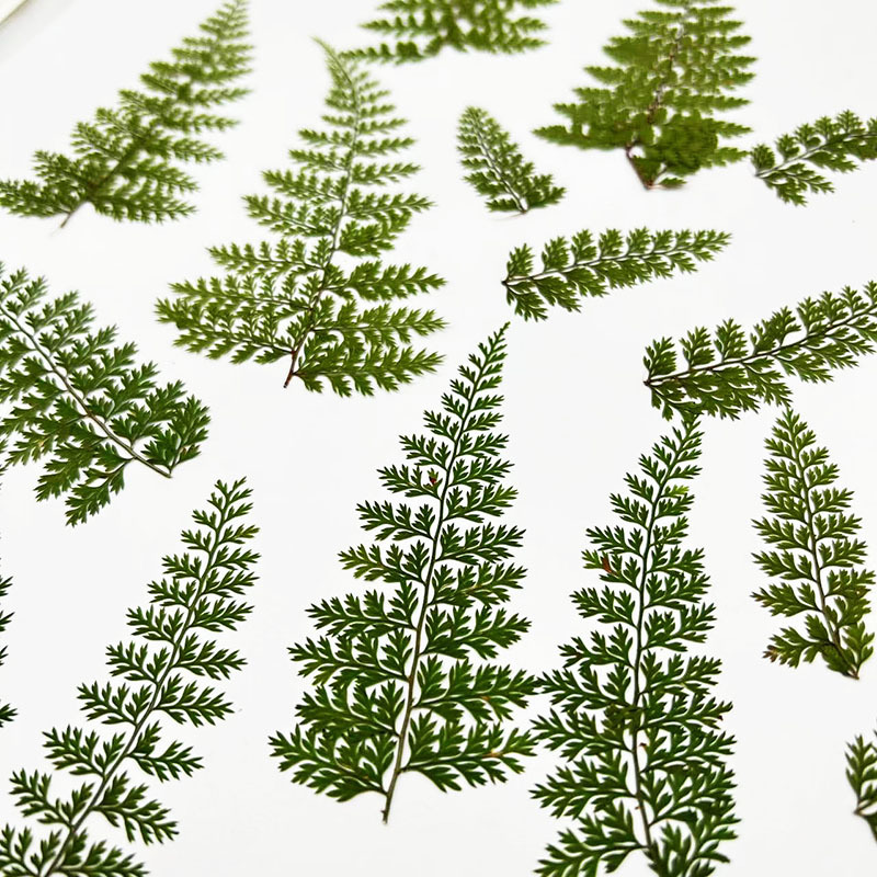 100 Stück Natürliche Regenfarn – Resin Art Baby Bewertung und Preis