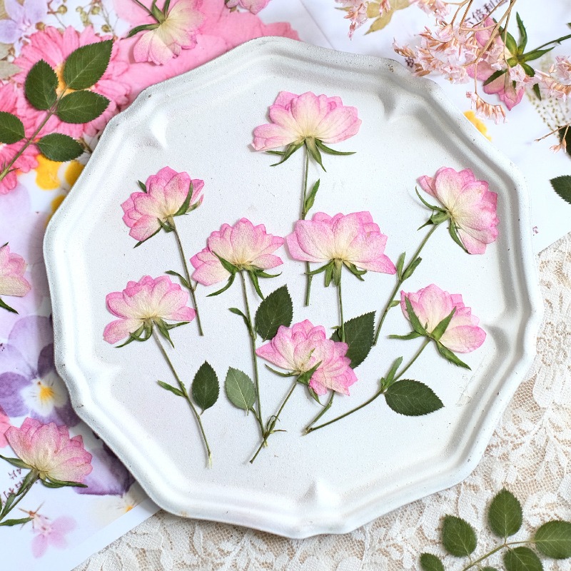 12 Stück, echte getrocknete ge – Resin Art Baby Bewertung und Preis