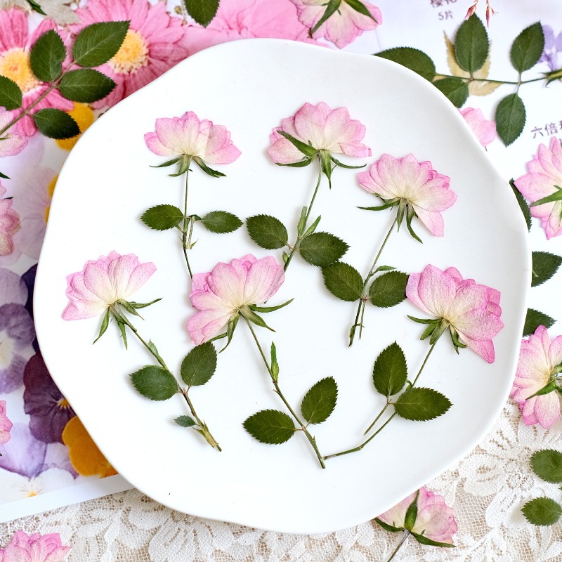 12 Stück, echte getrocknete ge – Resin Art Baby Bewertung und Preis